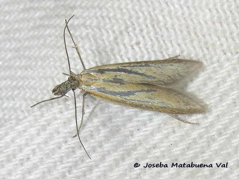 Pleurota (Pleurota) honorella (Hbner 1813) - Oecophoridae